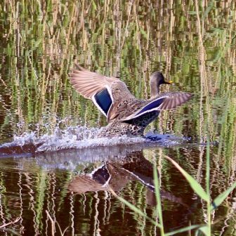 wildlife port alfred